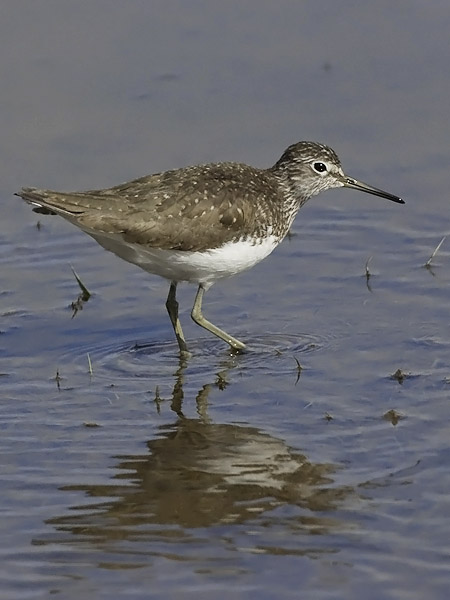 Metsäviklo, Green Sandpiper, Tringa ochropus